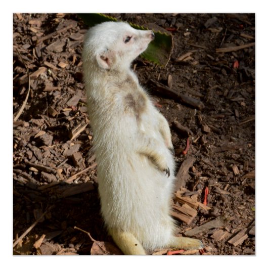 White Meerkat Standing, Perfect Poster (Voorkant)