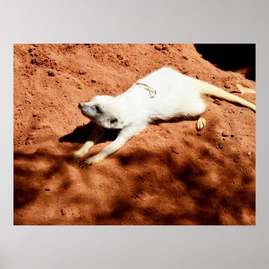 White Meerkat Stretching, Poster (Voorkant)