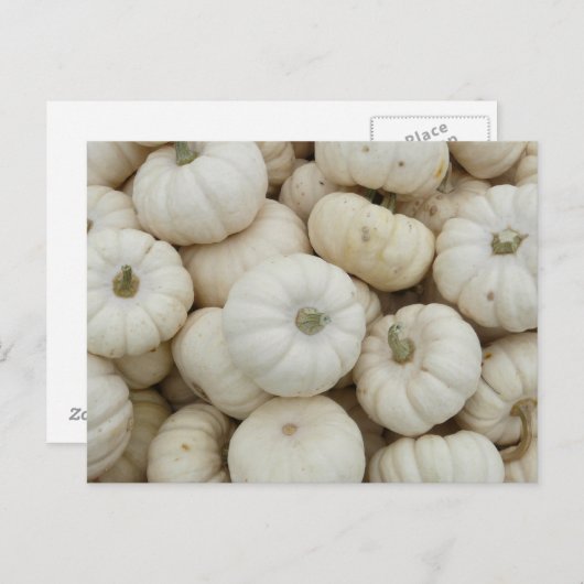 White Mini Pumpkins Briefkaart (Voorkant / Achterkant)