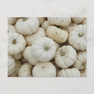 White Mini Pumpkins Briefkaart