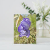 White Monkshood, Unalaska Island Briefkaart (Staand voorkant)