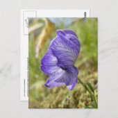 White Monkshood, Unalaska Island Briefkaart (Voorkant / Achterkant)