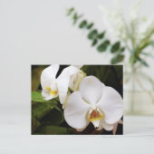 White Moon Orchid Briefkaart (Staand voorkant)
