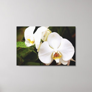 White Moon Orchid (Phalaenopsis Aphrodite) Canvas Afdruk