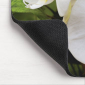 White Moon Orchid (Phalaenopsis Aphrodite) Muismat (Hoek)