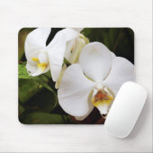 White Moon Orchid (Phalaenopsis Aphrodite) Muismat (Met muis)