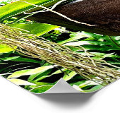 White Moon Orchid Poster (Hoek)