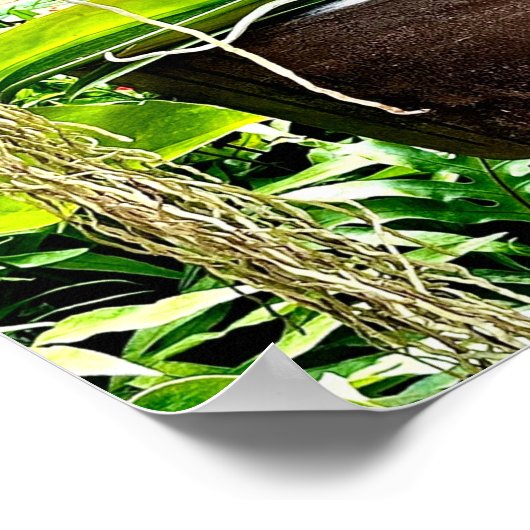 White Moon Orchid Poster (Hoek)