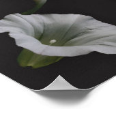 White Morning Glory Flower Abstract Poster (Hoek)