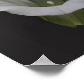 White Morning Glory Flower Close Poster (Hoek)