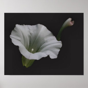 White Morning Glory Flower Close Poster