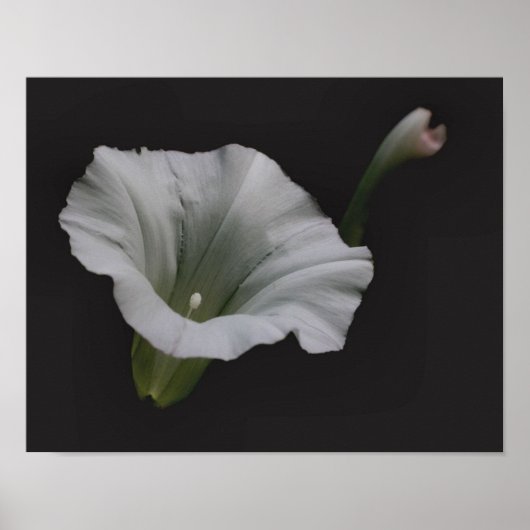 White Morning Glory Flower Close Poster (Voorkant)
