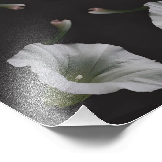 White Morning Glory Flower Close Up Abstract 8x10 Foto Afdruk (Hoek)