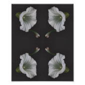 White Morning Glory Flower Close Up Abstract 8x10 Foto Afdruk (Voorkant)