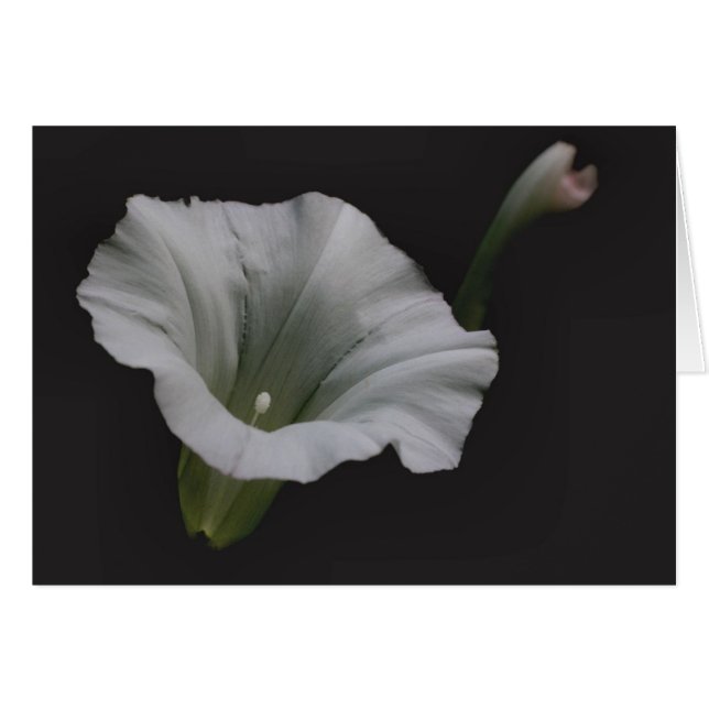 White Morning Glory Flower Photography Card (Voorkant Horizontaal)
