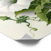 White Morning Glory Flowers Art Print Poster (Hoek)