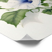 White Morning Glory Flowers Art Print Poster (Hoek)