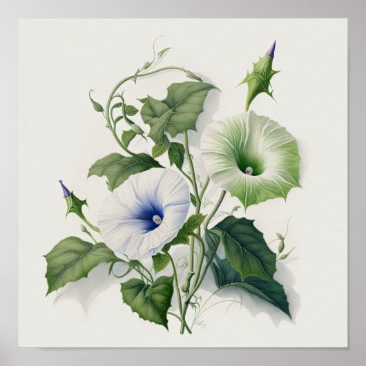 White Morning Glory Flowers Art Print Poster (Voorkant)