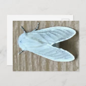 White Moth Bug Briefkaart (Voorkant / Achterkant)