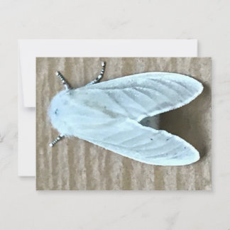 White Moth Bug Briefkaart