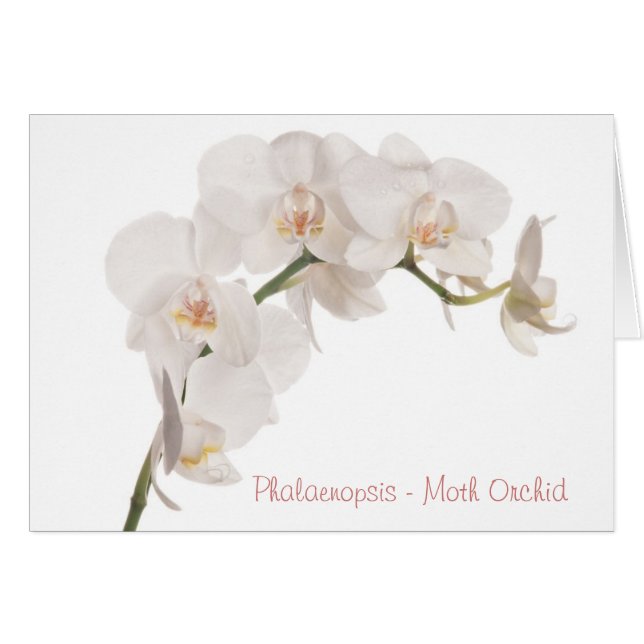 White Moth Orchid (Voorkant Horizontaal)