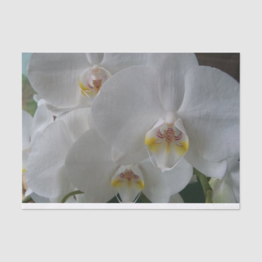 White Moth Orchids on tissue paper Tissuepapier (Voorkant)