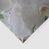 White Moth Orchids on tissue paper Tissuepapier (Detail)