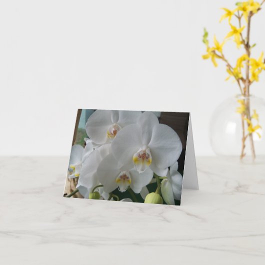 White Moth Orchids op een lege kaart (Gele Bloem)