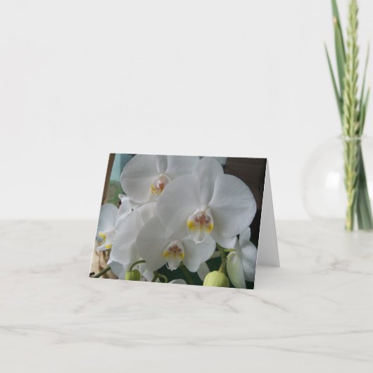 White Moth Orchids op een lege kaart (Voorkant)