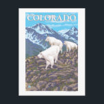 White Mountain Goat FamilyColorado Briefkaart<br><div class="desc">White Mountain Goat Family - Colorado - LP Original Poster - werd in 2008 opgericht. Dit afbeelding toont scènes van Colorado.</div>