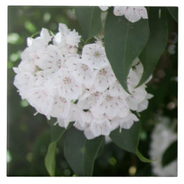 White Mountain Laurel Bloemen Groene bladeren Tegeltje