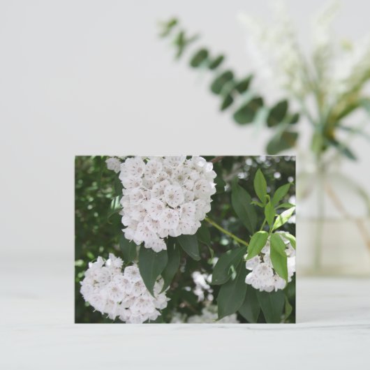 White Mountain Laurel Flowers Briefkaart (Staand voorkant)