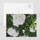 White Mountain Laurel Flowers Briefkaart (Voorkant / Achterkant)