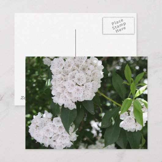 White Mountain Laurel Flowers Briefkaart (Voorkant / Achterkant)