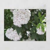White Mountain Laurel Flowers Briefkaart (Voorkant)