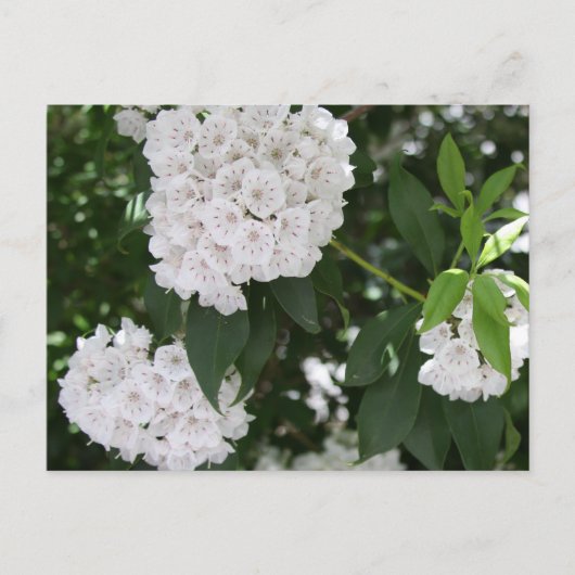 White Mountain Laurel Flowers Briefkaart (Voorkant)