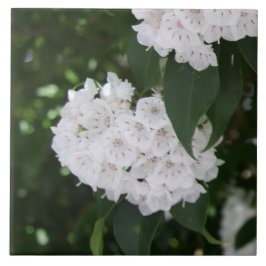 White Mountain Laurel Flowers Tegeltje
