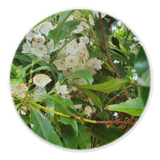 White Mountain Laurel Keramische Knop (Voorkant)