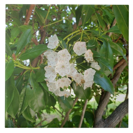 White Mountain Laurel Leaves op Sundown Tegeltje (Voorkant)