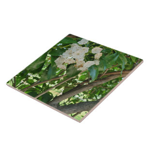 White Mountain Laurel op Branches Tegeltje