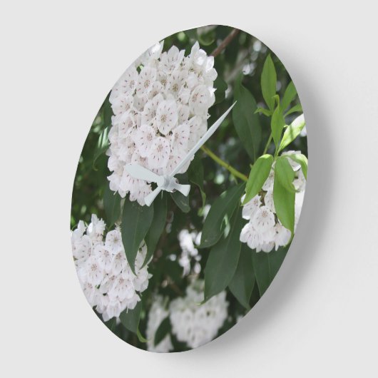 White Mountain Laurel Star Shaped Flowers Grote Klok (Hoek)
