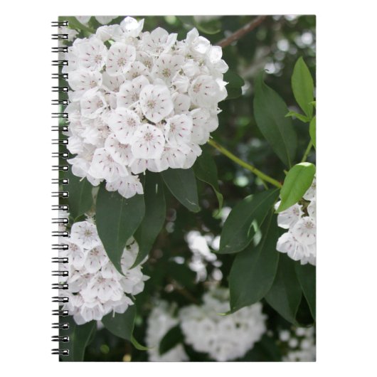 White Mountain Laurel Star Shaped Flowers Notitieboek (Voorkant)