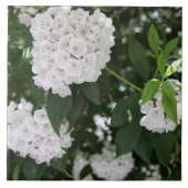 White Mountain Laurel Star Shaped Flowers Tegeltje (Voorkant)