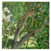 White Mountain Laurel takken Tegeltje (Voorkant)