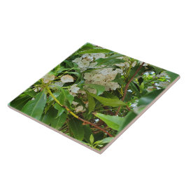 White Mountain Laurel Tegeltje