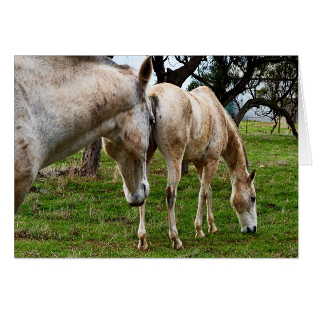 White Muddy Horses (Voorkant Horizontaal)