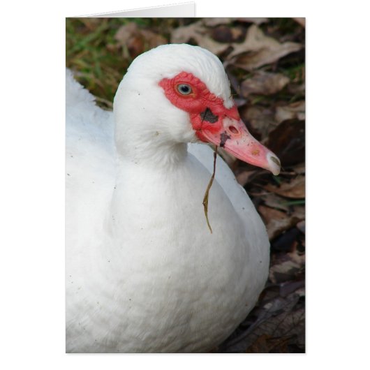 White Muscovy Hen (Voorkant)