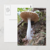 White Mushroom Briefkaart (Voorkant / Achterkant)