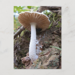 White Mushroom Briefkaart