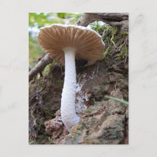 White Mushroom Briefkaart (Voorkant)